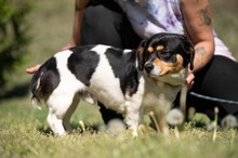 BARCLEY, Hund, Beagle-Cavalier King Charles Spaniel-Mops-Mix in Ungarn - Bild 8
