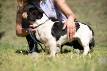 BARCLEY, Hund, Beagle-Cavalier King Charles Spaniel-Mops-Mix in Ungarn - Bild 9