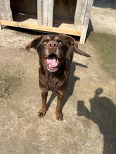 TIARA, Hund, Mischlingshund in Portugal - Bild 1