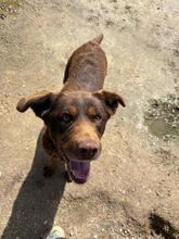 TIARA, Hund, Mischlingshund in Portugal - Bild 2