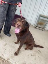 TIARA, Hund, Mischlingshund in Portugal - Bild 3