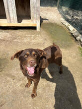TIARA, Hund, Mischlingshund in Portugal - Bild 4