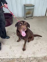 TIARA, Hund, Mischlingshund in Portugal - Bild 5