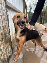 YUBABA, Hund, Mischlingshund in Portugal - Bild 1