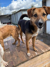 YUBABA, Hund, Mischlingshund in Portugal - Bild 3