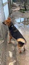 YUBABA, Hund, Mischlingshund in Portugal - Bild 5