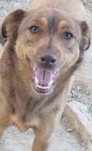 DAISY, Hund, Mischlingshund in Portugal - Bild 1
