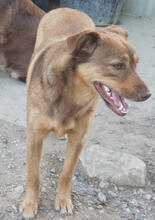 DAISY, Hund, Mischlingshund in Portugal - Bild 3