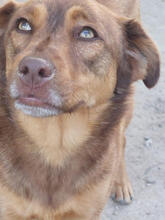 DAISY, Hund, Mischlingshund in Portugal - Bild 4
