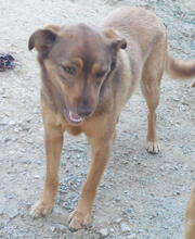 DAISY, Hund, Mischlingshund in Portugal - Bild 5