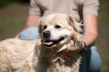 CASPER, Hund, Pekingese-Mix in Ungarn - Bild 1
