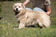 CASPER, Hund, Pekingese-Mix in Ungarn - Bild 10