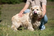 CASPER, Hund, Pekingese-Mix in Ungarn - Bild 11