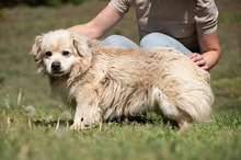 CASPER, Hund, Pekingese-Mix in Ungarn - Bild 12