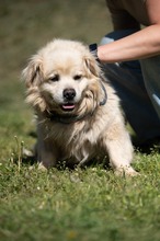 CASPER, Hund, Pekingese-Mix in Ungarn - Bild 13