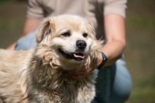 CASPER, Hund, Pekingese-Mix in Ungarn - Bild 14