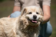 CASPER, Hund, Pekingese-Mix in Ungarn - Bild 15