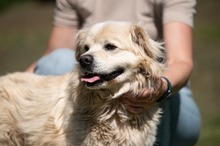 CASPER, Hund, Pekingese-Mix in Ungarn - Bild 16