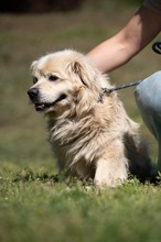 CASPER, Hund, Pekingese-Mix in Ungarn - Bild 17