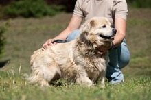 CASPER, Hund, Pekingese-Mix in Ungarn - Bild 19