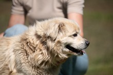 CASPER, Hund, Pekingese-Mix in Ungarn - Bild 2