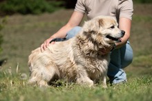 CASPER, Hund, Pekingese-Mix in Ungarn - Bild 20