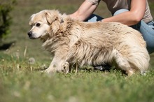 CASPER, Hund, Pekingese-Mix in Ungarn - Bild 3