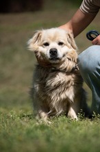 CASPER, Hund, Pekingese-Mix in Ungarn - Bild 4