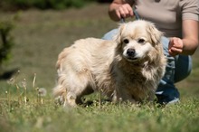 CASPER, Hund, Pekingese-Mix in Ungarn - Bild 5
