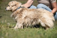 CASPER, Hund, Pekingese-Mix in Ungarn - Bild 6
