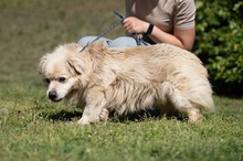 CASPER, Hund, Pekingese-Mix in Ungarn - Bild 7