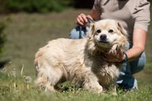 CASPER, Hund, Pekingese-Mix in Ungarn - Bild 8