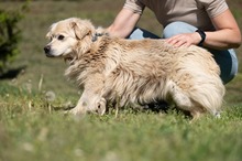 CASPER, Hund, Pekingese-Mix in Ungarn - Bild 9