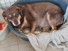 LUNA, Hund, Mischlingshund in Portugal - Bild 1