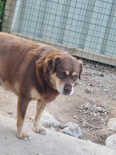 LUNA, Hund, Mischlingshund in Portugal - Bild 3