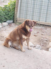 LUNA, Hund, Mischlingshund in Portugal - Bild 4