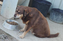 LUNA, Hund, Mischlingshund in Portugal - Bild 5