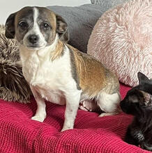 PIKA, Hund, Chihuahua-Mix in Rumänien - Bild 1