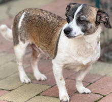 PIKA, Hund, Chihuahua-Mix in Rumänien - Bild 2