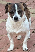 PIKA, Hund, Chihuahua-Mix in Rumänien - Bild 3