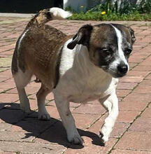 PIKA, Hund, Chihuahua-Mix in Rumänien - Bild 4