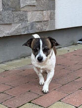 PIKA, Hund, Chihuahua-Mix in Rumänien - Bild 5