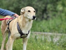 CHARA, Hund, Mischlingshund in Griechenland - Bild 1