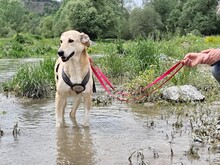 CHARA, Hund, Mischlingshund in Griechenland - Bild 2