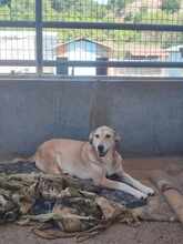 CHARA, Hund, Mischlingshund in Griechenland - Bild 3