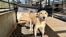 CHARA, Hund, Mischlingshund in Griechenland - Bild 4