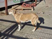 CHARA, Hund, Mischlingshund in Griechenland - Bild 5