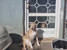 CHARA, Hund, Mischlingshund in Griechenland - Bild 6
