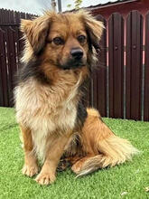 MAIKY, Hund, Mischlingshund in Rumänien - Bild 2
