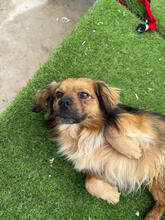 MAIKY, Hund, Mischlingshund in Rumänien - Bild 5